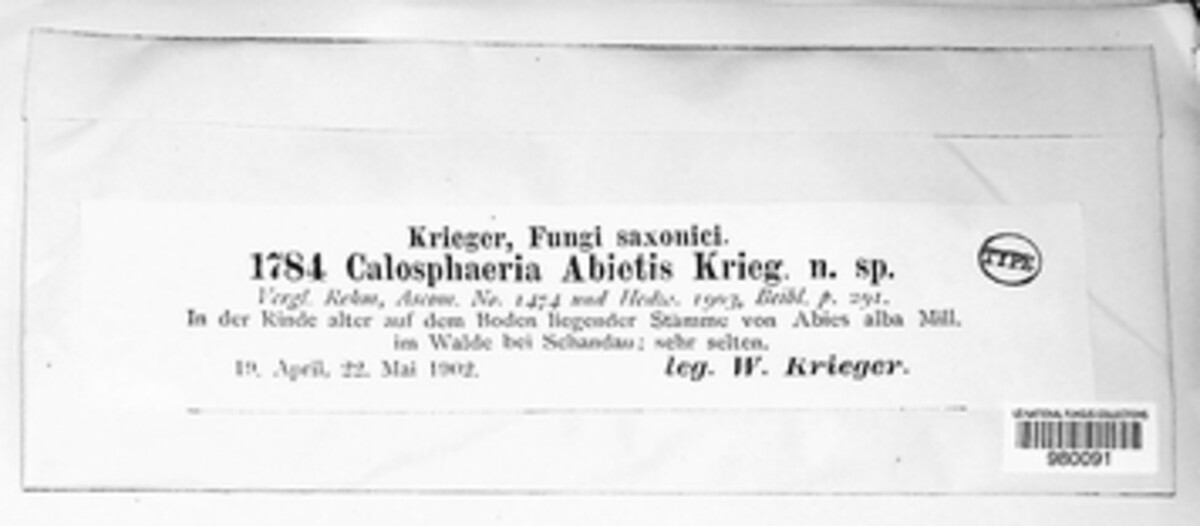 Calosphaeriaceae image